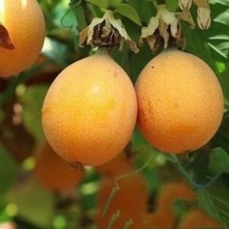 热情果树苗广西黄金百香果爬藤四季南方种植树新品种新鲜水果