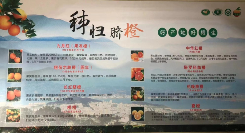 【鲜榨橙全年供应】秭归脐橙纽荷尔长虹中华红伦晚夏橙九月红