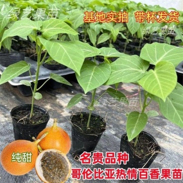 哥伦比亚热情苗四季纯甜品种树苗盆栽地栽带土带叶发货热情果