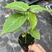 云南哥伦比亚热情果苗纯甜大果南方果树苗新鲜感庭院阳台盆栽