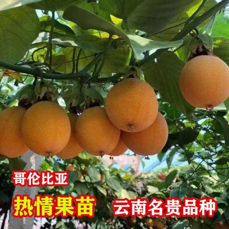 云南哥伦比亚热情果苗纯甜大果南方果树苗新鲜感庭院阳台盆栽