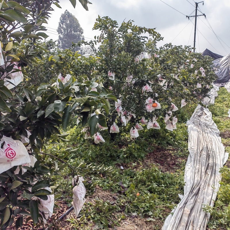 眉山东坡区耙耙柑，不知火，沃柑大量上市