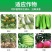 43%戊唑醇杀菌剂斑点落叶病叶斑病炭疽病疫病花卉蔬菜果树