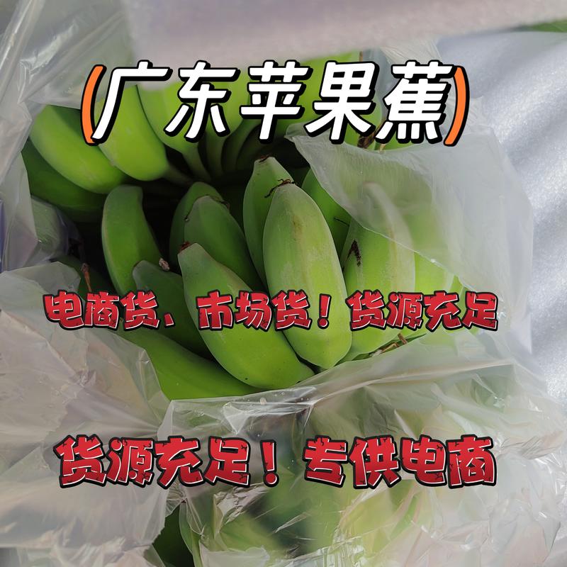 广东苹果蕉大量供应！货源充足稳定！电商货！市场货