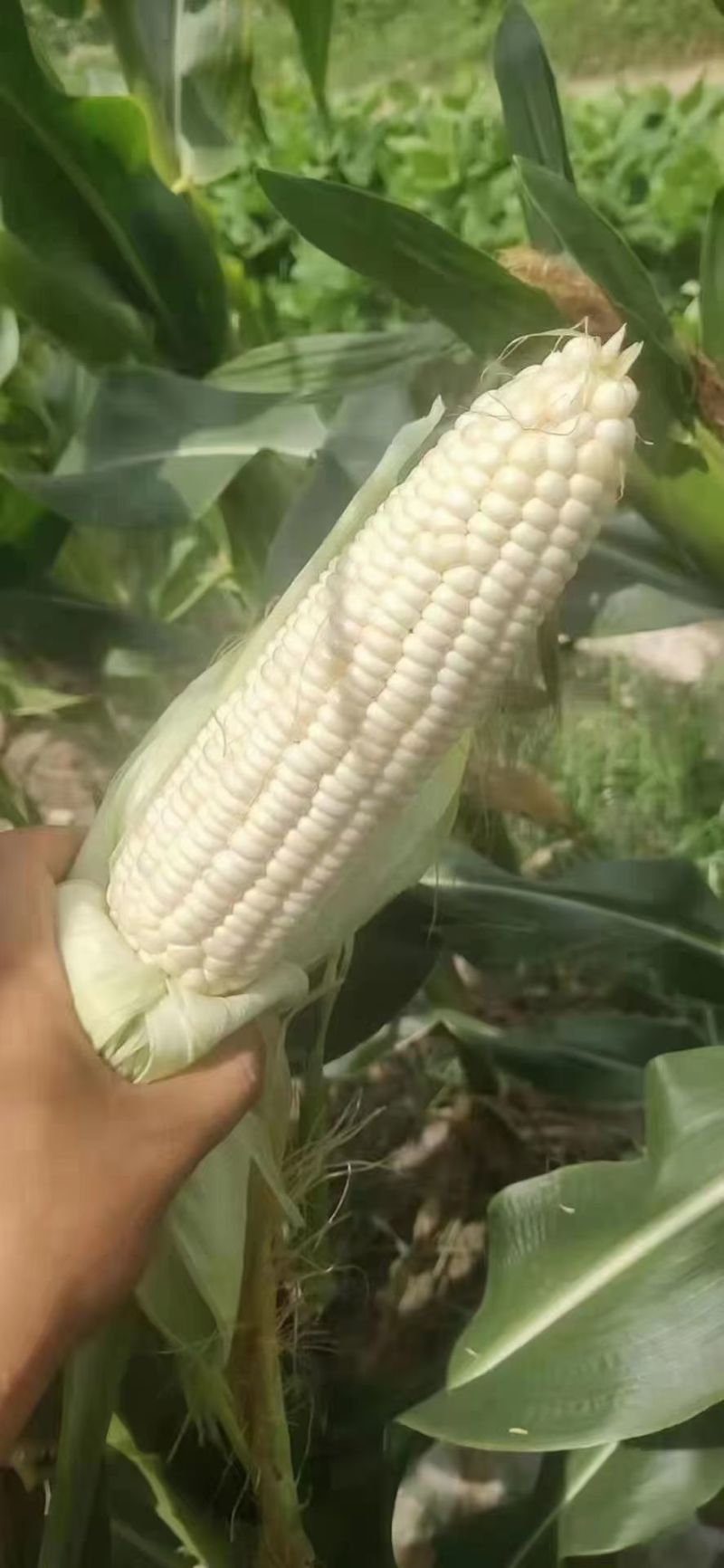糯玉米