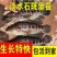 淡水石斑鱼苗花斑鱼苗珍珠石斑鱼苗老虎斑鱼苗易养生长快优质