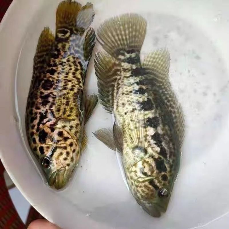 淡水石斑鱼苗花斑鱼苗珍珠石斑鱼苗老虎斑鱼苗易养生长快优质