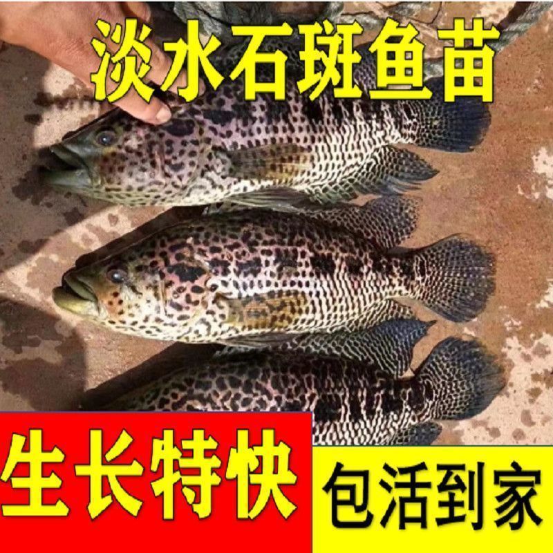 淡水石斑鱼苗花斑鱼苗珍珠石斑鱼苗老虎斑鱼苗易养生长快优质