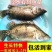 淡水石斑鱼苗花斑鱼苗珍珠石斑鱼苗老虎斑鱼苗易养生长快优质