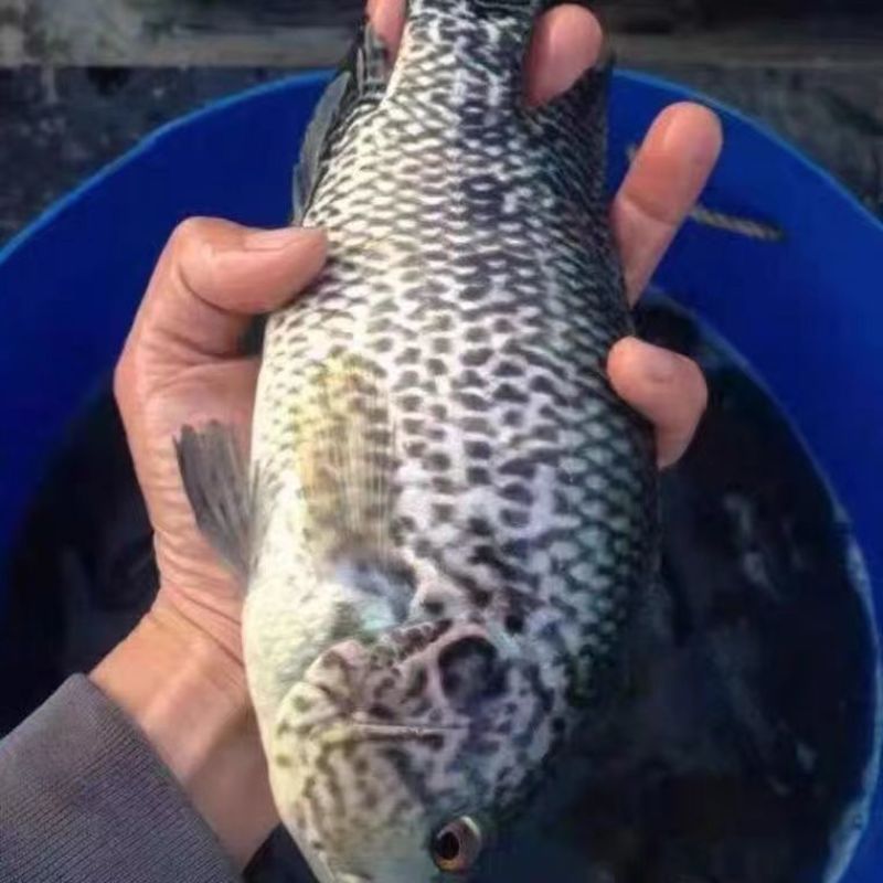 淡水石斑鱼苗花斑鱼苗珍珠石斑鱼苗老虎斑鱼苗易养生长快优质