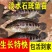 淡水石斑鱼苗花斑鱼苗珍珠石斑鱼苗老虎斑鱼苗易养生长快优质