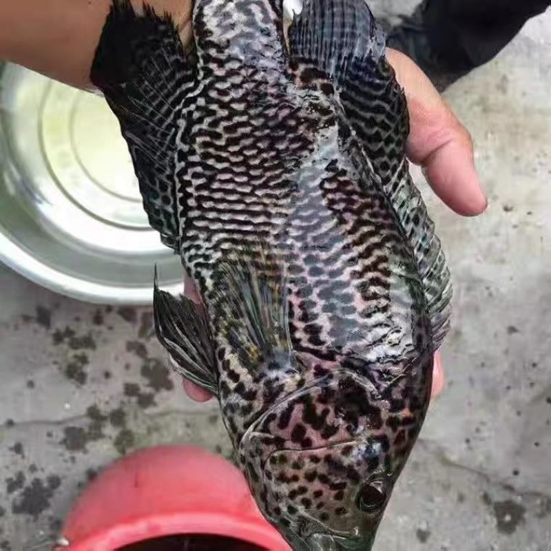 淡水石斑鱼苗花斑鱼苗珍珠石斑鱼苗老虎斑鱼苗易养生长快优质