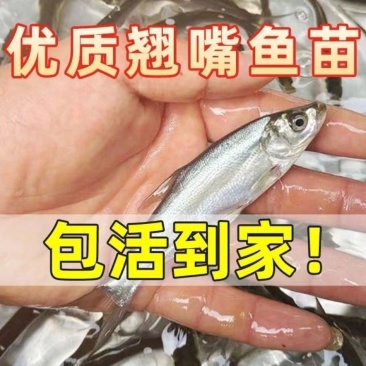 翘嘴鱼苗路亚鱼苗白刁鱼苗淡水养殖批发，提供技术指导