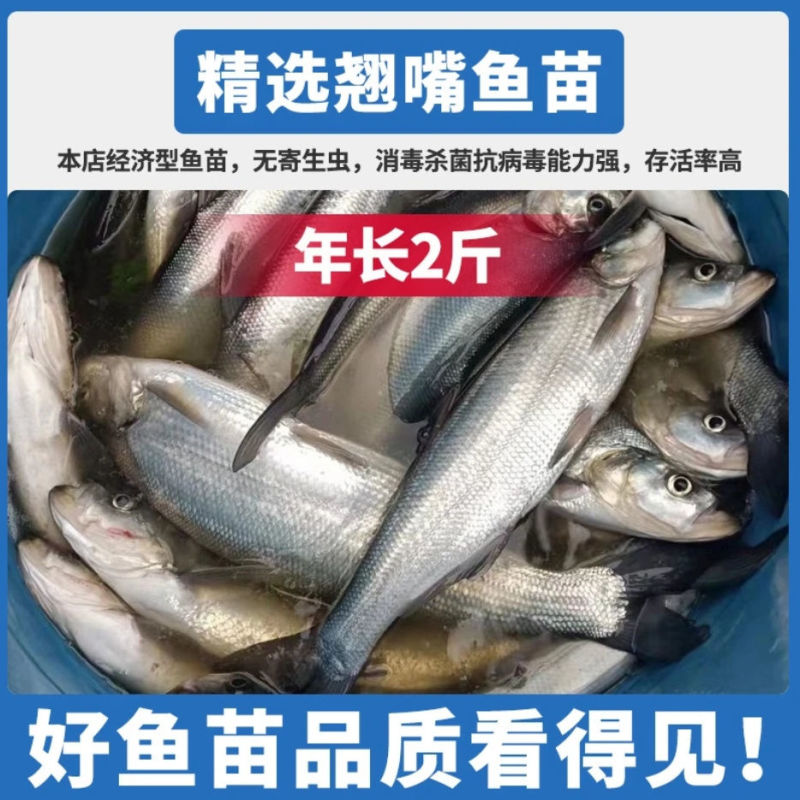 翘嘴鱼苗路亚鱼苗白刁鱼苗淡水养殖批发，提供技术指导