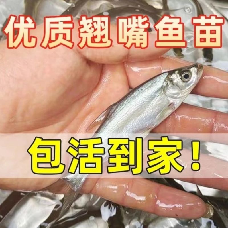 翘嘴鱼苗路亚鱼苗白刁鱼苗淡水养殖批发，提供技术指导