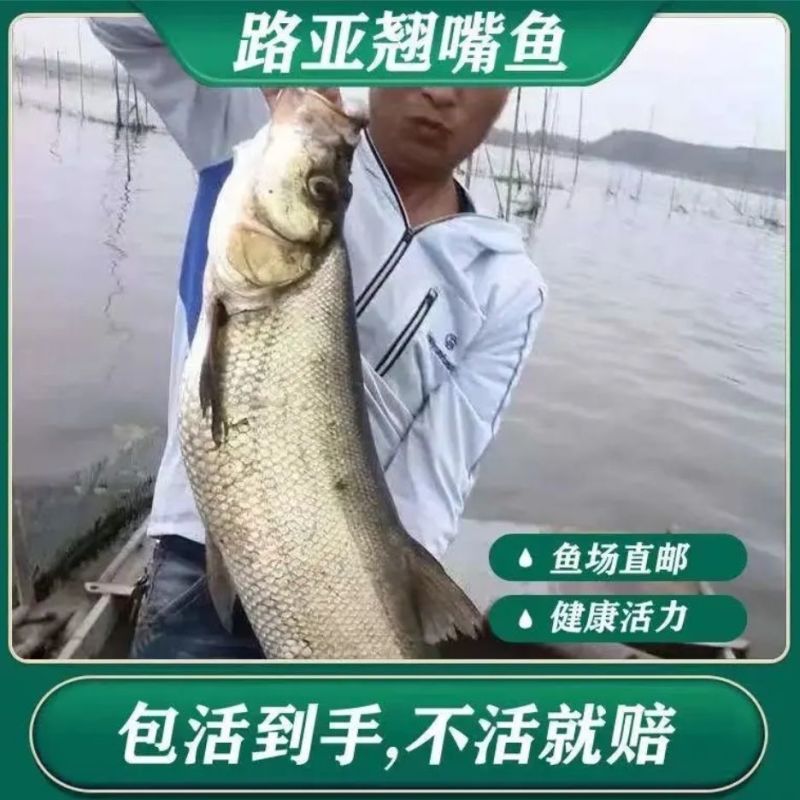 翘嘴鱼苗路亚鱼苗白刁鱼苗淡水养殖批发，提供技术指导
