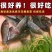 禾花鲤鱼苗淡水养殖禾花乌鲤鱼苗稻田鱼苗活体乌鲤鱼