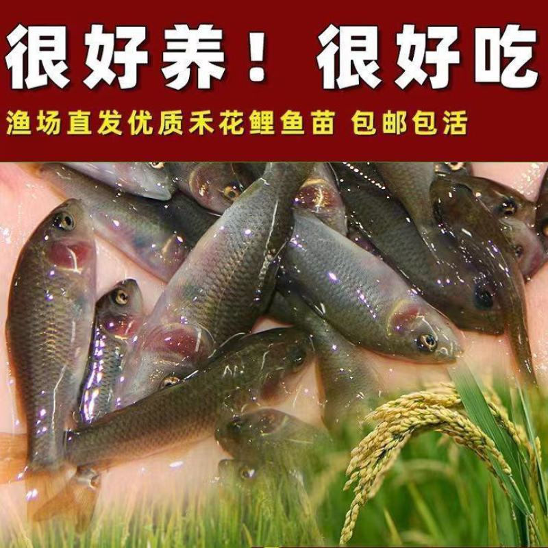 禾花鲤鱼苗淡水养殖禾花乌鲤鱼苗稻田鱼苗活体乌鲤鱼