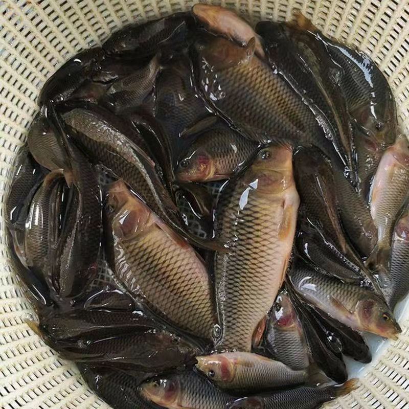 禾花鲤鱼苗淡水养殖禾花乌鲤鱼苗稻田鱼苗活体乌鲤鱼
