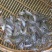 禾花鲤鱼苗淡水养殖禾花乌鲤鱼苗稻田鱼苗活体乌鲤鱼