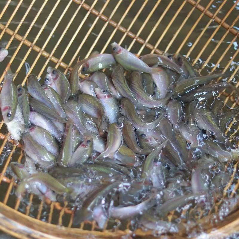 禾花鲤鱼苗淡水养殖禾花乌鲤鱼苗稻田鱼苗活体乌鲤鱼