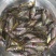 禾花鲤鱼苗淡水养殖禾花乌鲤鱼苗稻田鱼苗活体乌鲤鱼
