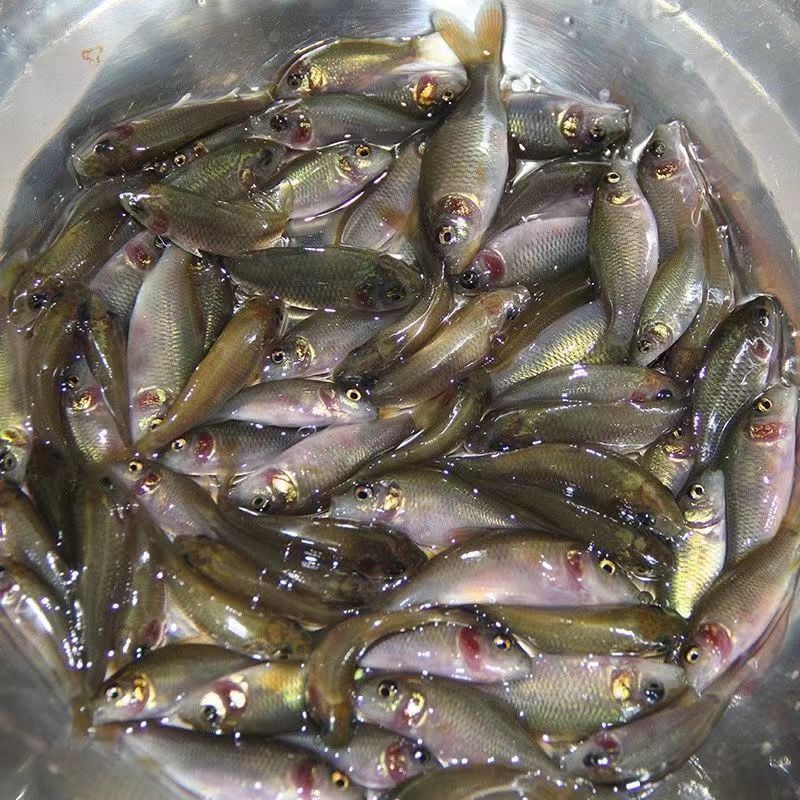 禾花鲤鱼苗淡水养殖禾花乌鲤鱼苗稻田鱼苗活体乌鲤鱼