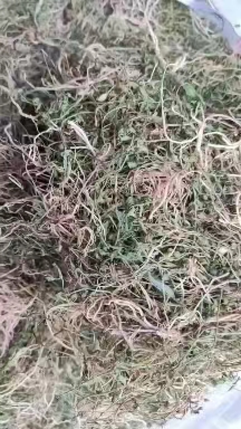 半边莲绿色野生