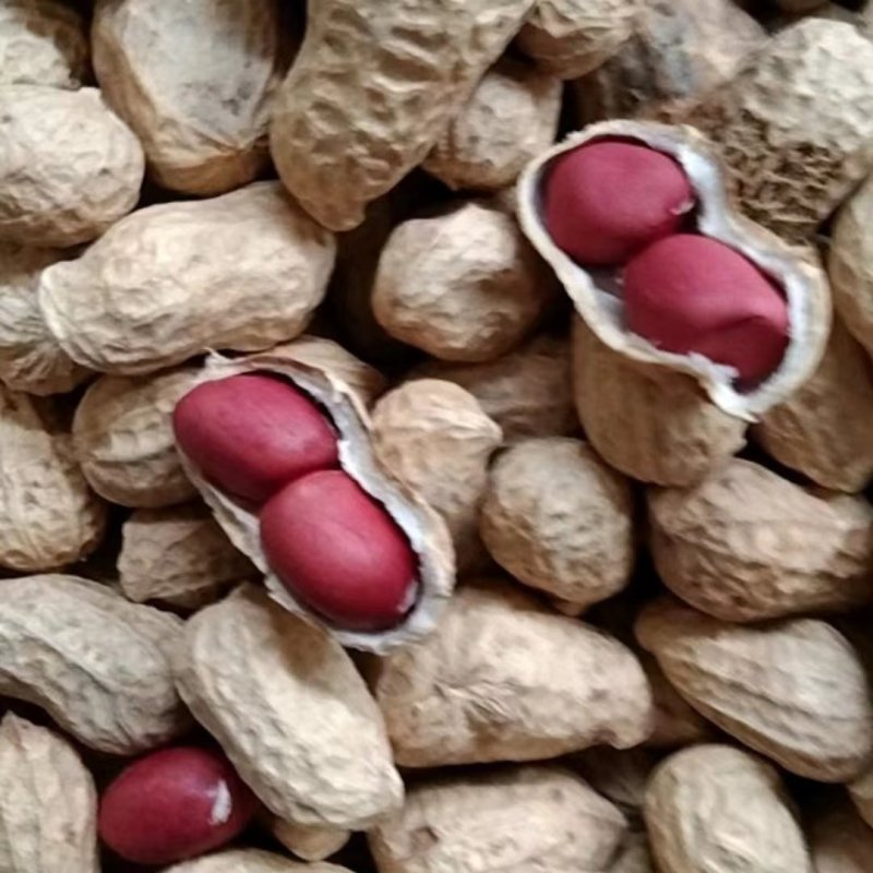 红皮花生手选精选花生