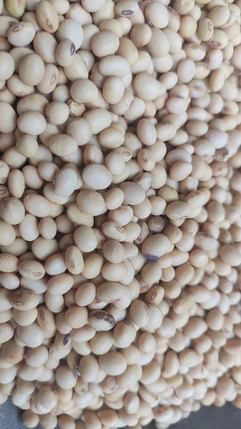 黄豆磨豆腐做种子