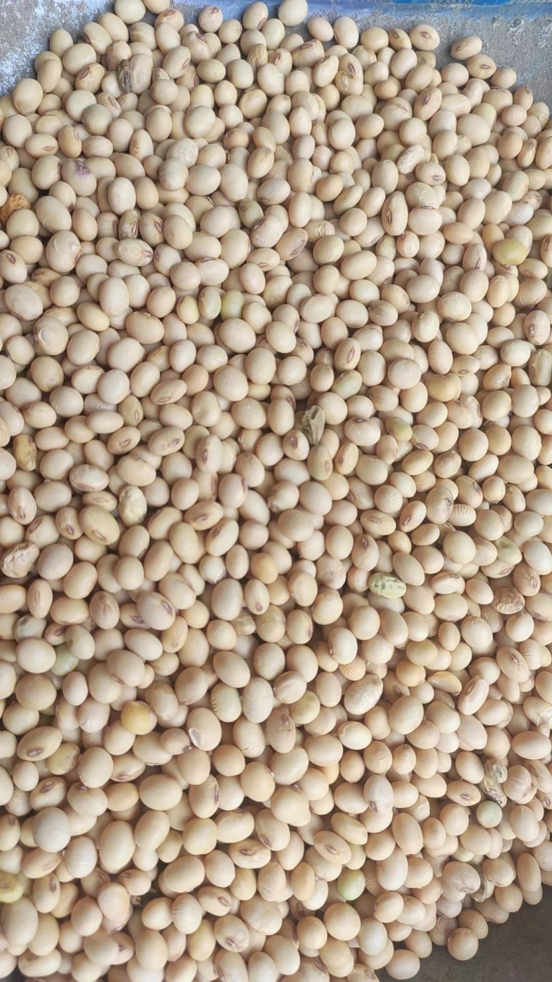 黄豆磨豆腐做种子