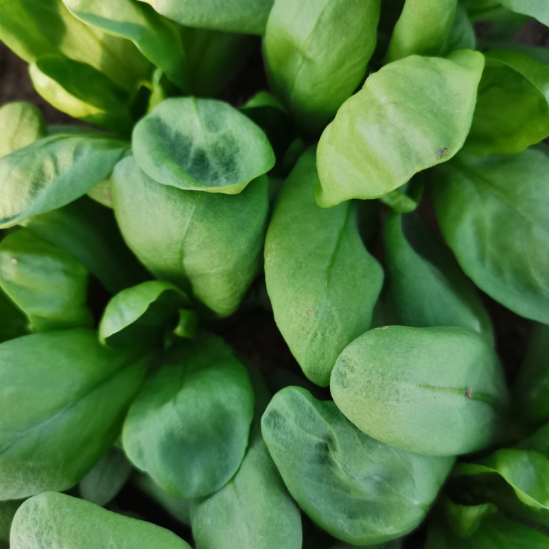 南通通州区大叶茼蒿菜/蓬蒿菜，常年种植，质量保证物美价廉
