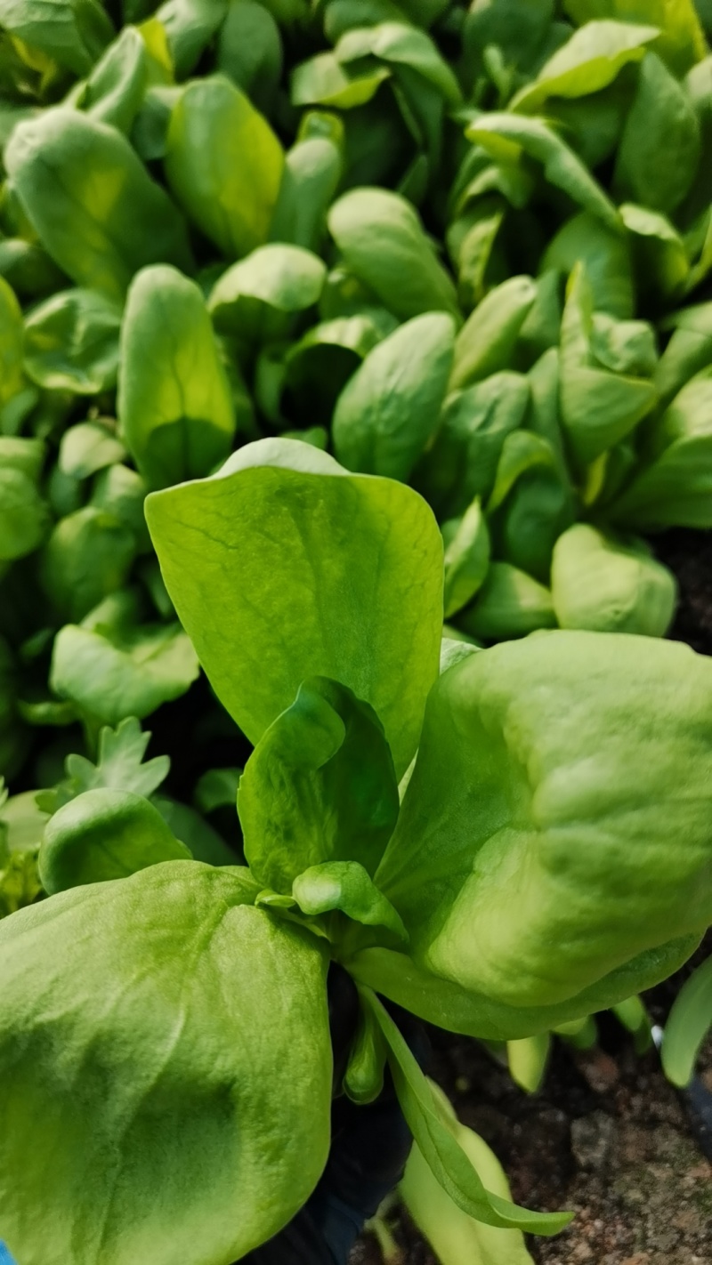 南通通州区大叶茼蒿菜/蓬蒿菜，常年种植，质量保证物美价廉