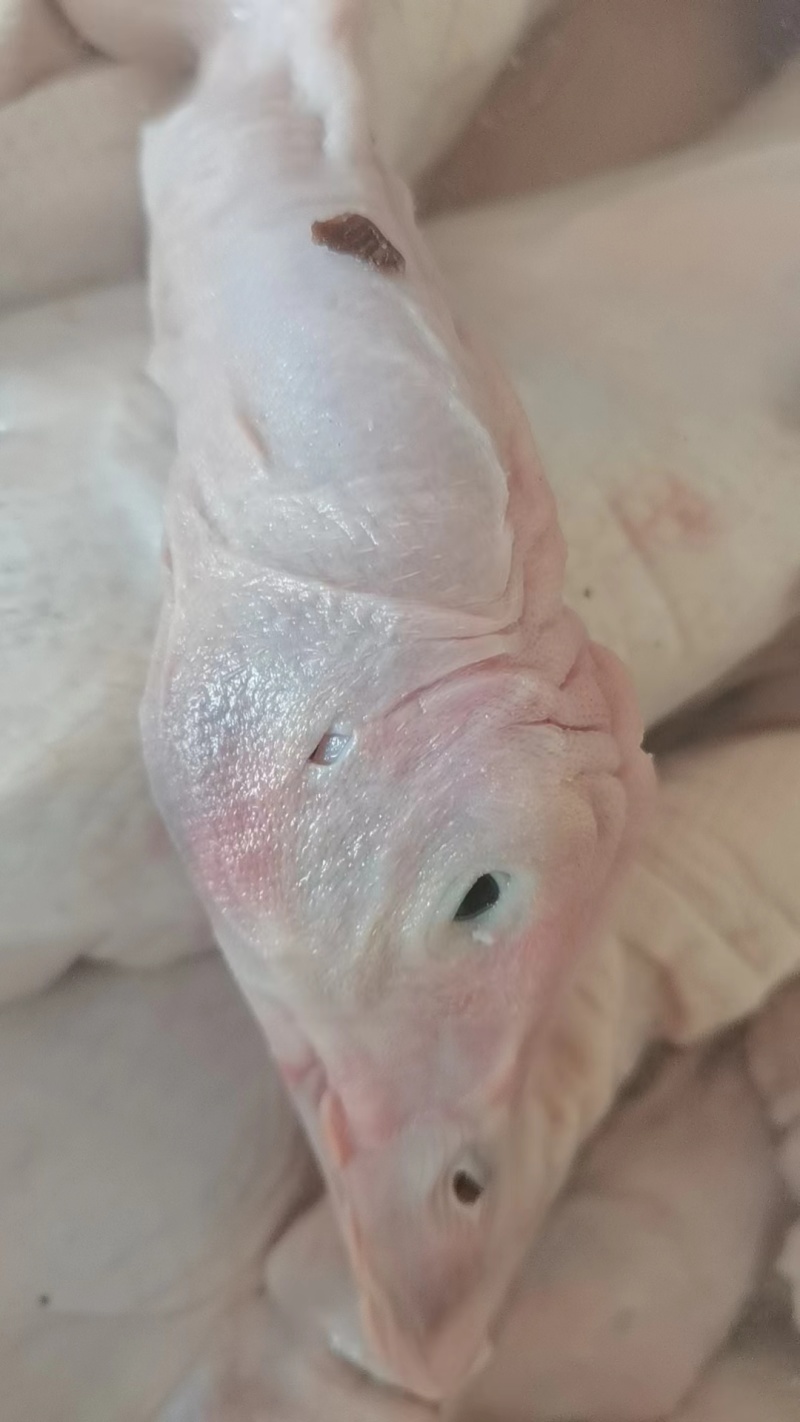 白条鸭头