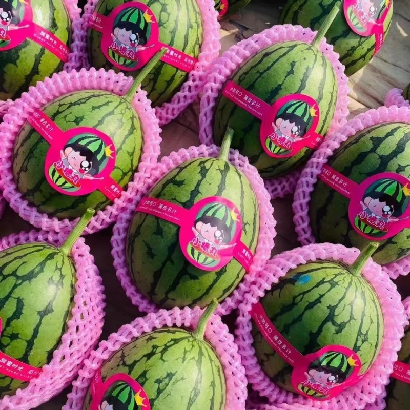 冰糖子西瓜🍉手剥糖丸西瓜大量对接各大市场