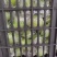脆甜小青枣大量有货。质优价廉欢迎全国客户订购