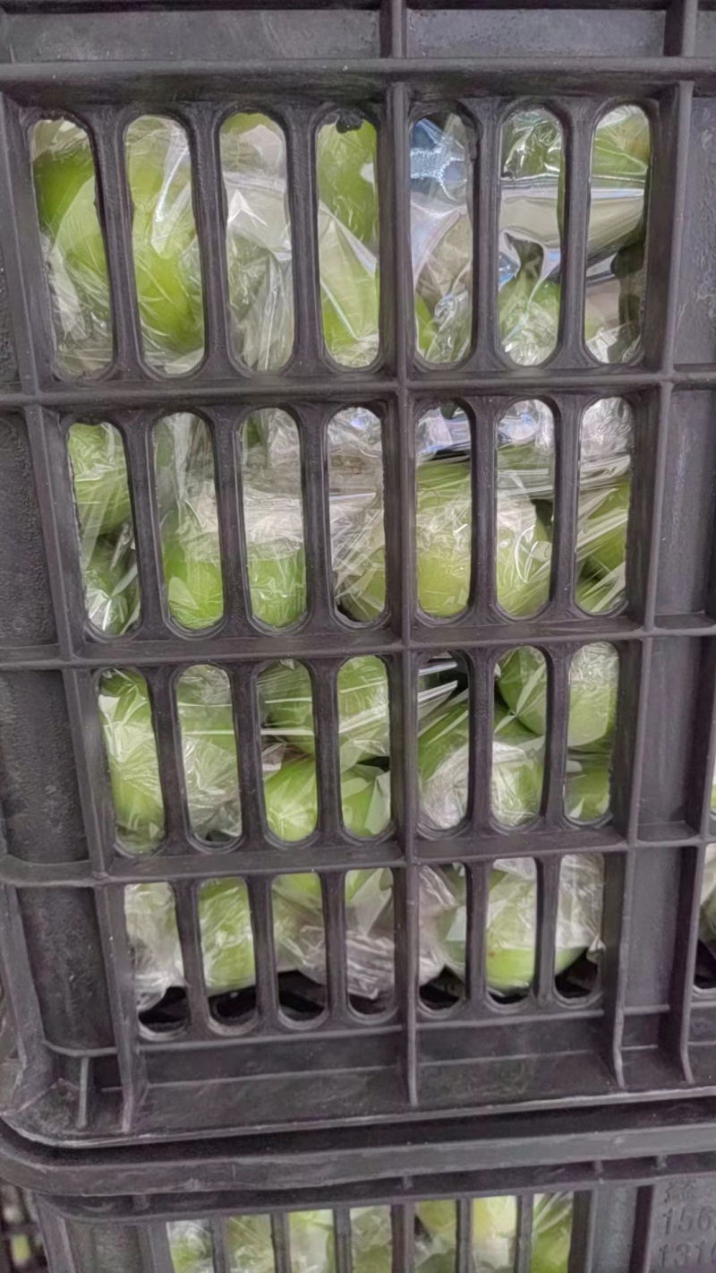 脆甜小青枣大量有货。质优价廉欢迎全国客户订购