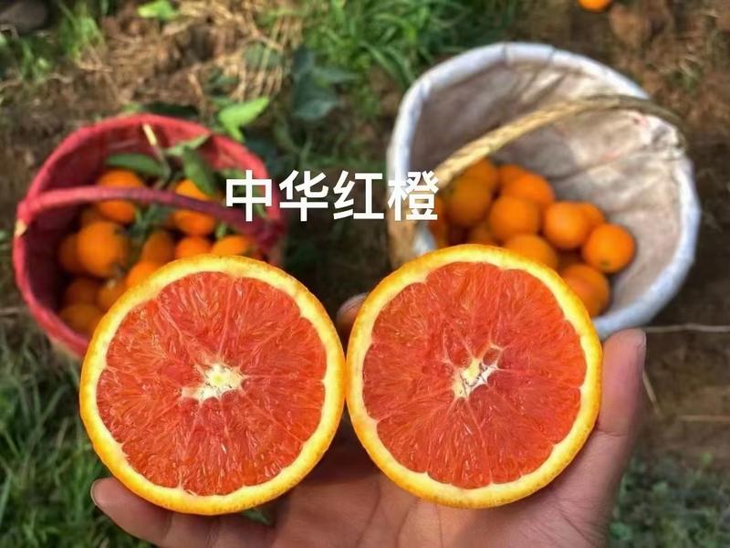 中华红橙/秭归中华红橙/红橙/红心橙/中华红挂树鲜果