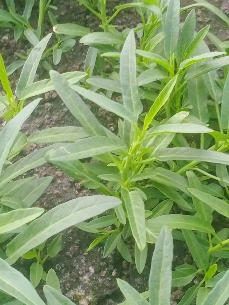 空心菜种苗，空心菜苗大叶子和小叶子，3月15号拍摄