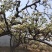 河北优质梨花粉，雪梨花粉鸭梨花粉苹果花粉无杂质，高活性