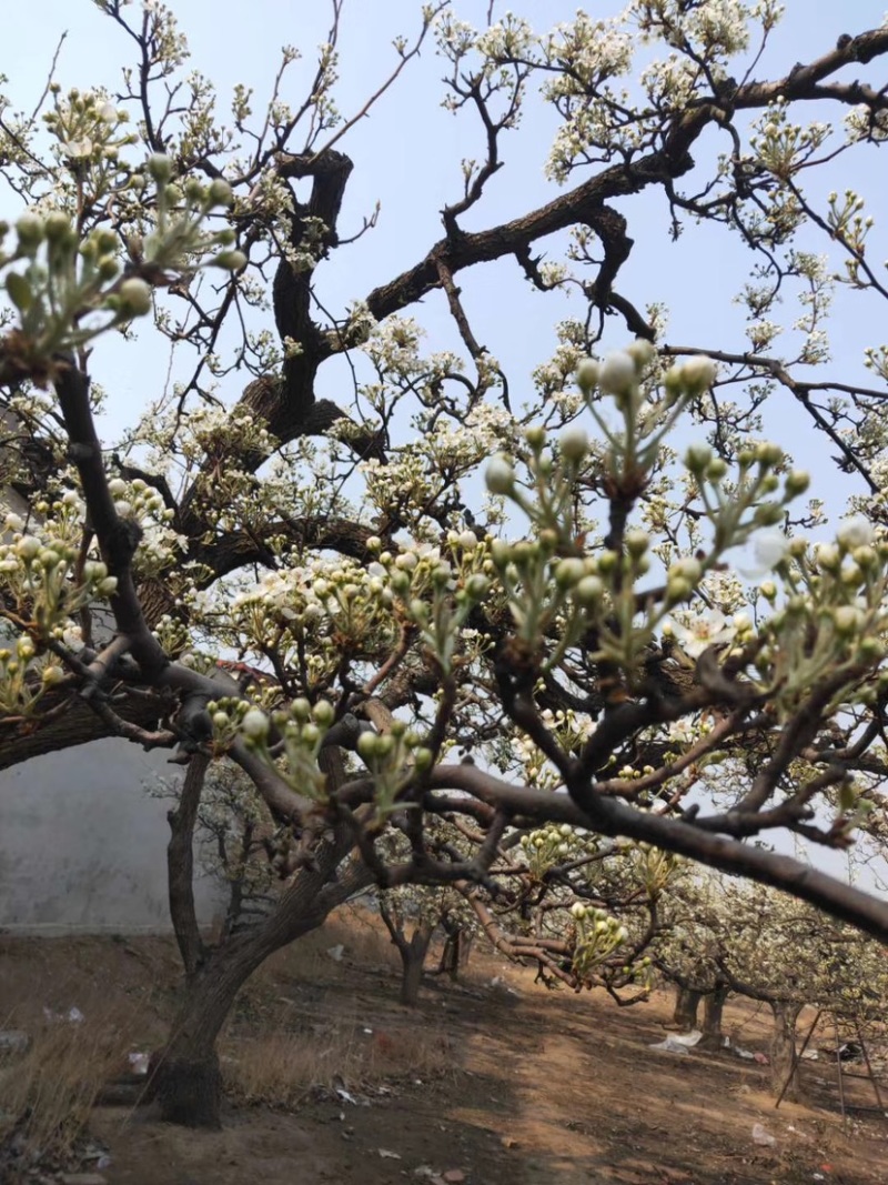 河北优质梨花粉，雪梨花粉鸭梨花粉苹果花粉无杂质，高活性
