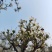 河北优质梨花粉，雪梨花粉鸭梨花粉苹果花粉无杂质，高活性