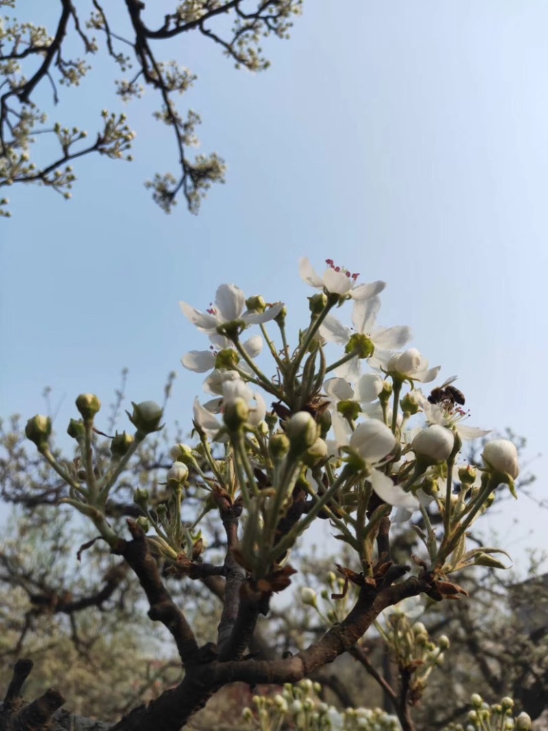 河北优质梨花粉，雪梨花粉鸭梨花粉苹果花粉无杂质，高活性
