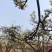 河北优质梨花粉，雪梨花粉鸭梨花粉苹果花粉无杂质，高活性