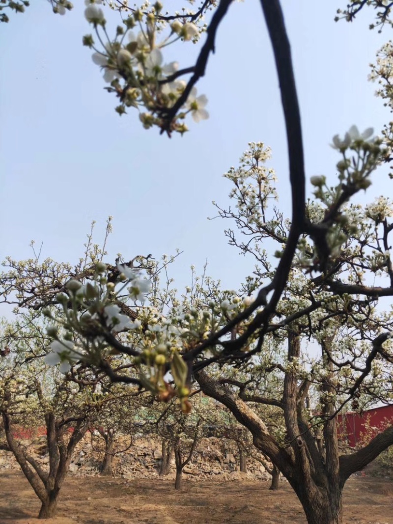 河北优质梨花粉，雪梨花粉鸭梨花粉苹果花粉无杂质，高活性