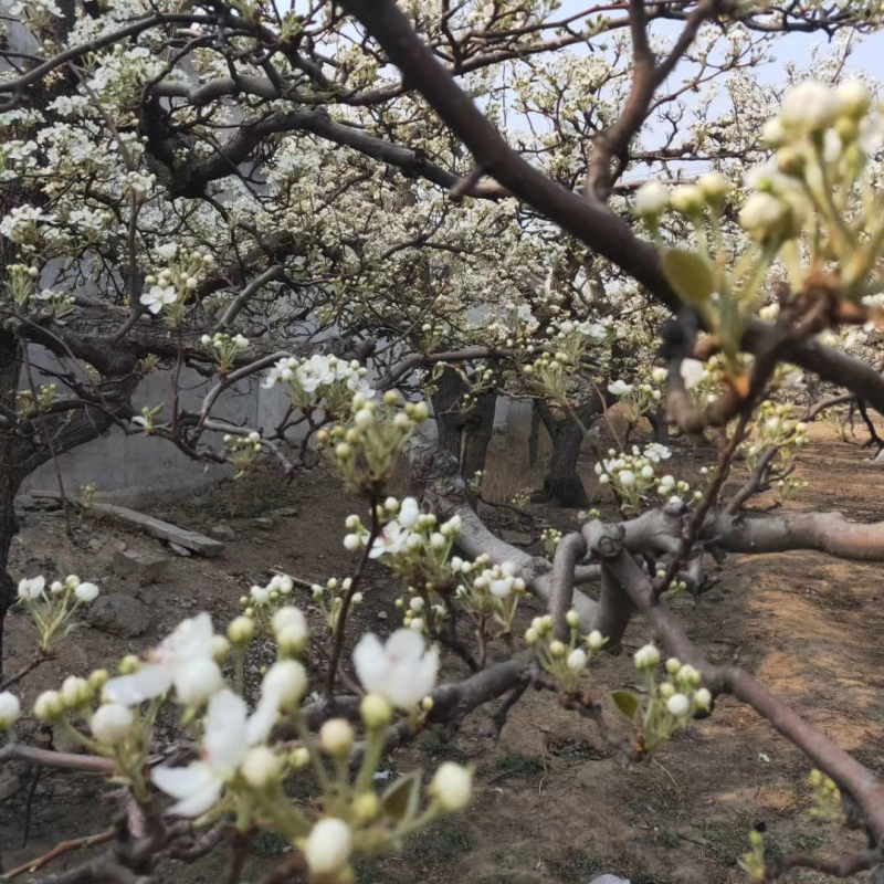 河北优质梨花粉，雪梨花粉鸭梨花粉苹果花粉无杂质，高活性