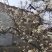 河北优质梨花粉，雪梨花粉鸭梨花粉苹果花粉无杂质，高活性