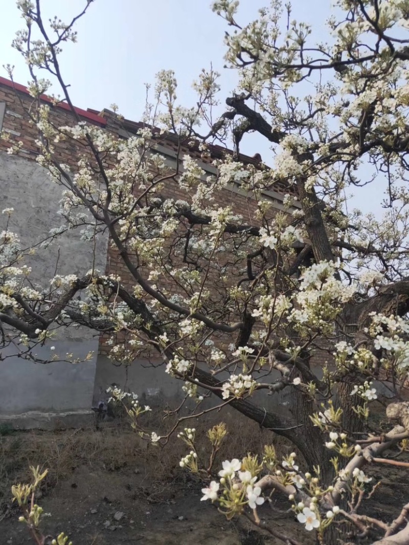 河北优质梨花粉，雪梨花粉鸭梨花粉苹果花粉无杂质，高活性