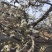 河北优质梨花粉，雪梨花粉鸭梨花粉苹果花粉无杂质，高活性