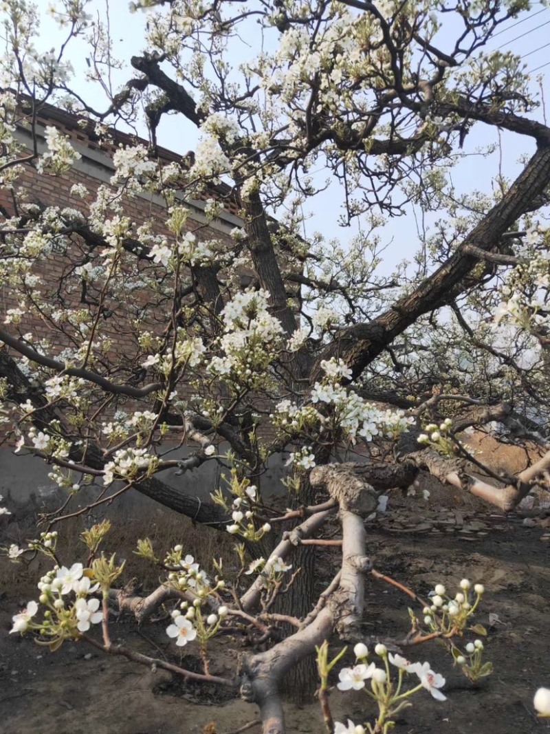 河北优质梨花粉，雪梨花粉鸭梨花粉苹果花粉无杂质，高活性